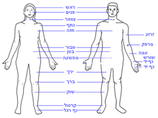 Human body features heb.PNG