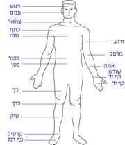 Human body features heb.jpg