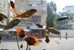 Goldfishs in an aquarium in Tel-Aviv.jpg