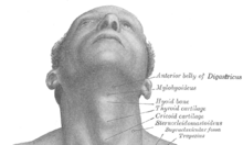 Structure of Adam's apple.png