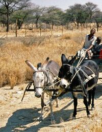 Damara People Namibia.jpg