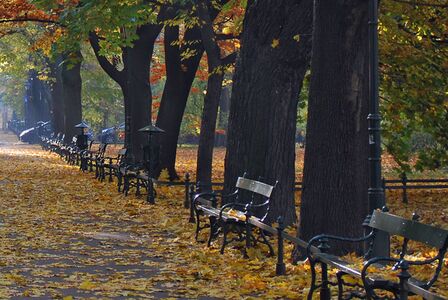 שביל עם ספסלים מתחת לעצים בסתיו