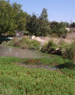 מעיין אלרואי מבט מזרחה. ברקע ניתן להבחין בבתים הראשונים של שכונת אלרואי