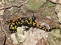 סלמנדרה מצויה (Salamandra infraimmaculata)