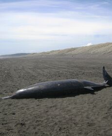 Beached whale (Mesoplodon grayi) at Port Waikato.jpg