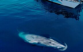 לווייתן שנצפה בניו זילנד