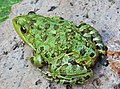 צפרדע הנחלים (Pelophylax bedriagae)