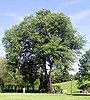 Img ulmus americana 2209.jpg