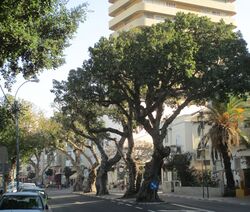 שדרת עצי השקמים ברחוב המלך ג'ורג'